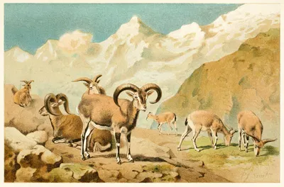 Bharal by Pierre Jacques Smit, 1893-1896 — digital art print download