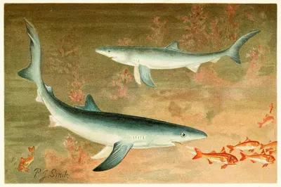 Blue Shark by Pierre Jacques Smit, 1893-1896 — digital art print download