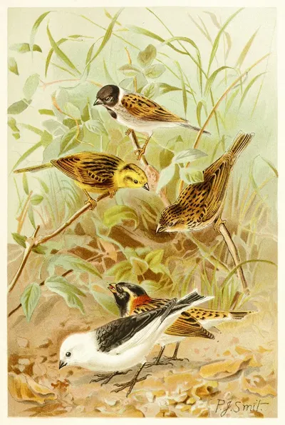 Buntings by Pierre Jacques Smit, 1893-1896 — digital art print download
