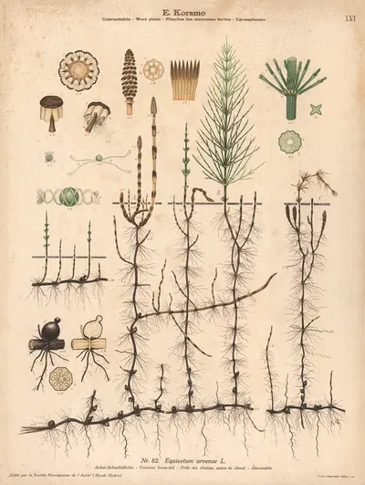 Common horse-tail by Knut Quelprud, 1913 — digital art print download
