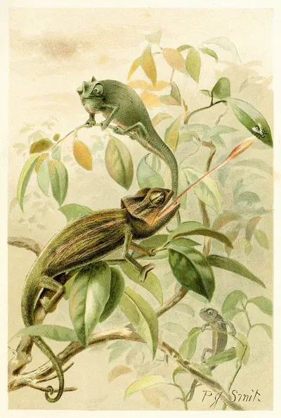 Chameleons by Pierre Jacques Smit, 1893-1896 — digital art print download