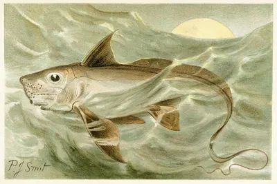 Chimaera by Pierre Jacques Smit, 1893-1896 — digital art print download