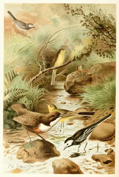 Dipper, Pied Wagtail and Yellow Wagtail by Pierre Jacques Smit, 1893-1896 — digital art print download