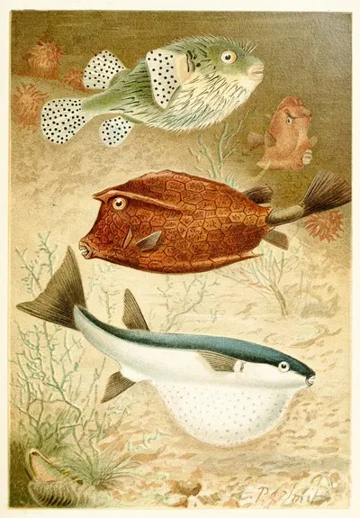 Globe fish and Coffer fish by Pierre Jacques Smit, 1893-1896 — digital art print download
