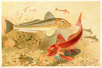 Gurnards by Pierre Jacques Smit, 1893-1896 — digital art print download