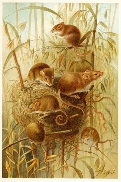 Harvest Mouse by Pierre Jacques Smit, 1893-1896 — digital art print download