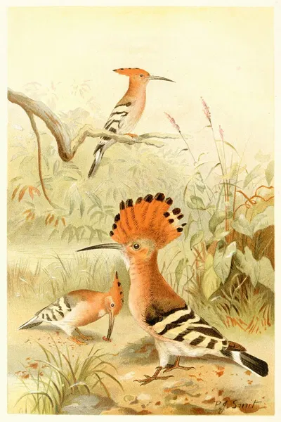 Hoopoes by Pierre Jacques Smit, 1893-1896 — digital art print download