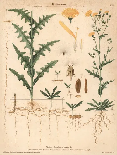 Corn sow thistle by Knut Quelprud, 1913 — digital art print download