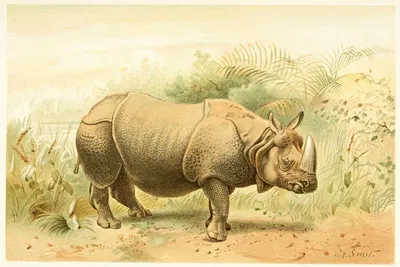 Indian Rhinoceros by Pierre Jacques Smit, 1893-1896 — digital art print download