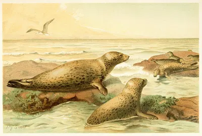 Leopard Seal by Pierre Jacques Smit, 1893-1896 — digital art print download