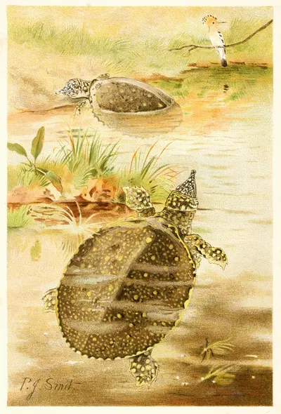 Soft river tortoises by Pierre Jacques Smit, 1893-1896 — digital art print download