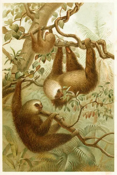 The two-toed Sloth by Pierre Jacques Smit, 1893-1896 — digital art print download