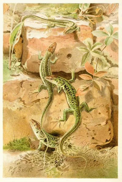Wall Lizards by Pierre Jacques Smit, 1893-1896 — digital art print download