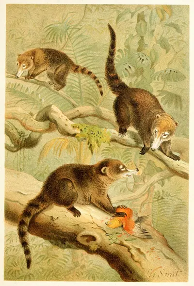 White-nosed Coati by Pierre Jacques Smit, 1893-1896 — digital art print download