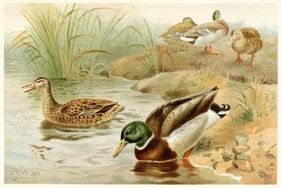 Wild Duck by Pierre Jacques Smit, 1893-1896 — digital art print download