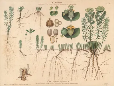 Spurge, wartwort by Knut Quelprud, 1913 — digital art print download