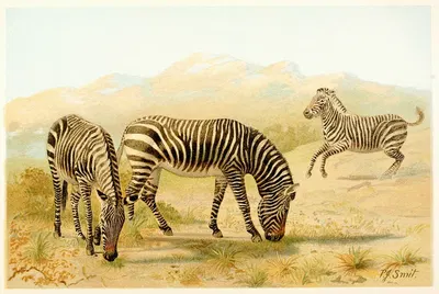 Zebra by Pierre Jacques Smit, 1893-1896 — digital art print download