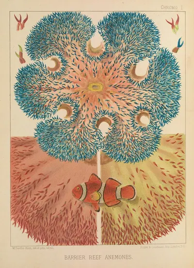 Barrier Reef Anemones by William Saville-Kent, 1893 — digital art print download