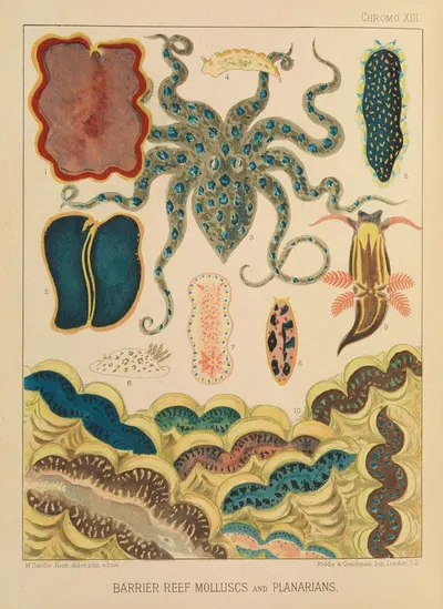 Barrier Reef Molluscs and Planarians by William Saville-Kent, 1893 — digital art print download