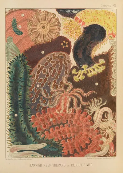Barrier Reef Trepang by William Saville-Kent, 1893 — digital art print download