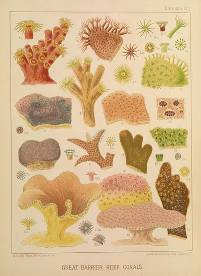 Great Barrier Reef Corals II by William Saville-Kent, 1893 — digital art print download