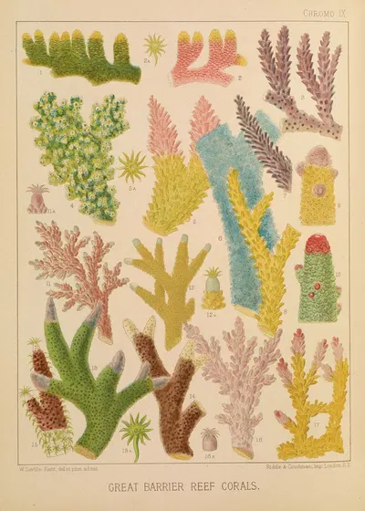 Great Barrier Reef Corals III by William Saville-Kent, 1893 — digital art print download