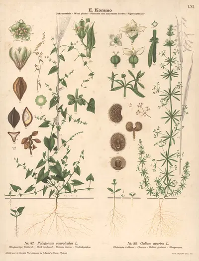 Black bindweed, Cleavers by Knut Quelprud, 1913 — digital art print download