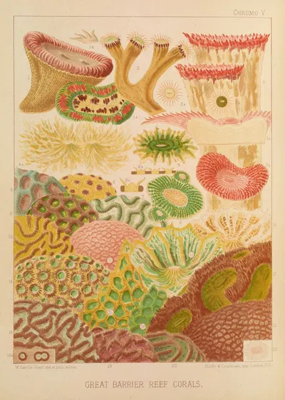 Great Barrier Reef Corals by William Saville-Kent, 1893 — digital art print download