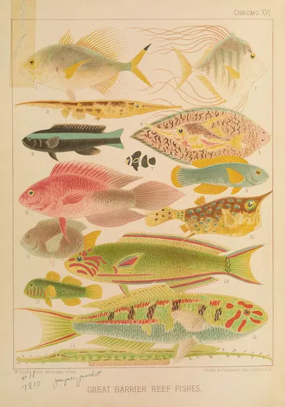 Great Barrier Reef Fishes II by William Saville-Kent, 1893 — digital art print download