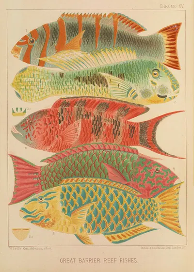 Great Barrier Reef Fishes by William Saville-Kent, 1893 — digital art print download