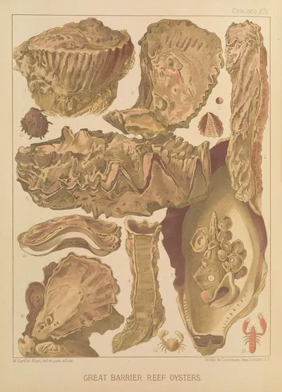 Great Barrier Reef Oysters by William Saville-Kent, 1893 — digital art print download