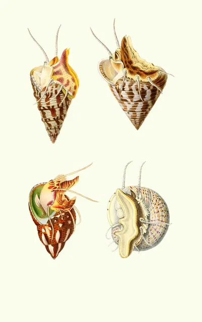 Trochus minutus, Trochus conulus,Phasianella pullus, Trochus divaricatus by Georges Servain, 1870 — digital art print…