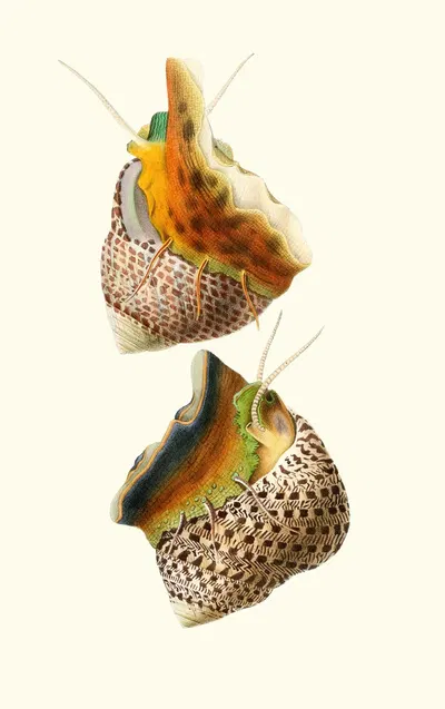 Trochus Turbinas, Trochus articulatus by Georges Servain, 1870 — digital art print download