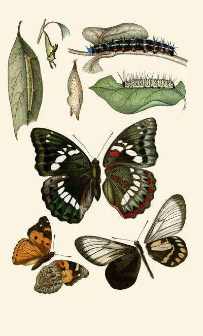 Deutsche entomologische Zeitschrift pl 1 by Gesellschaft Isis in Dresden, 1901 — digital art print download