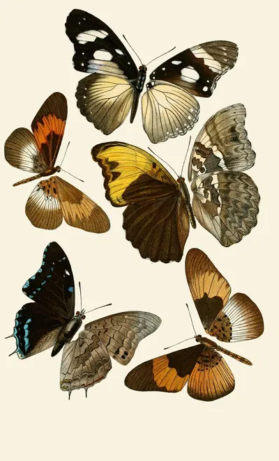 Deutsche entomologische Zeitschrift pl 2 by Gesellschaft Isis in Dresden, 1901 — digital art print download
