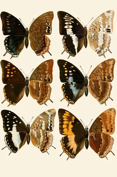 Deutsche entomologische Zeitschrift pl 3 by Gesellschaft Isis in Dresden, 1901 — digital art print download