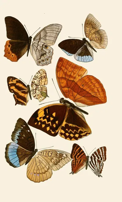Deutsche entomologische Zeitschrift pl 4 by Gesellschaft Isis in Dresden, 1901 — digital art print download