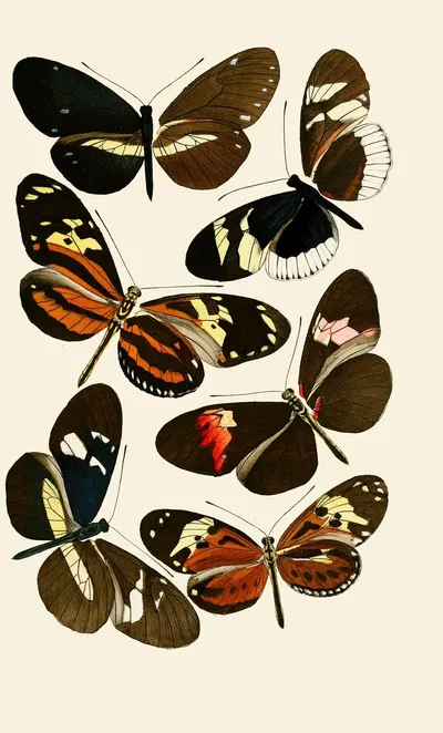 Deutsche entomologische Zeitschrift pl 5 by Gesellschaft Isis in Dresden, 1901 — digital art print download