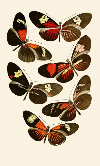 Deutsche entomologische Zeitschrift pl 6 by Gesellschaft Isis in Dresden, 1901 — digital art print download