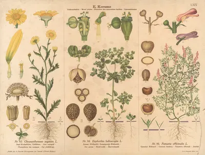 Corn marigold, Sun spurge by Knut Quelprud, 1913 — digital art print download