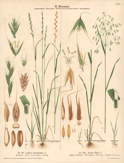 Darnel, Wild oat-grass by Knut Quelprud, 1913 — digital art print download