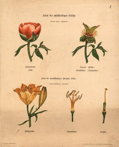 Form der vollständigen Blüthe by M. Forweg, 1911 — digital art print download