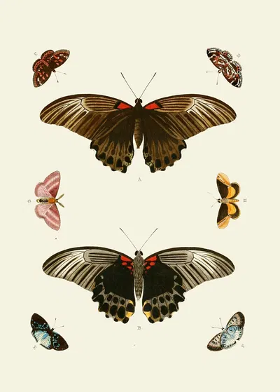 De uitlandsche kapellen voorkomende in de drie waereld-deelen, Asia, Africa en America pl50 by Pieter Cramer, 1779-1782 —…