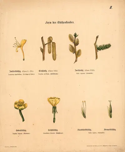 Form des Blüthenstandes by M. Forweg, 1911 — digital art print download