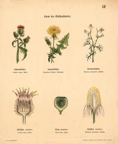 Form des Blüthenstandes by M. Forweg, 1911 — digital art print download
