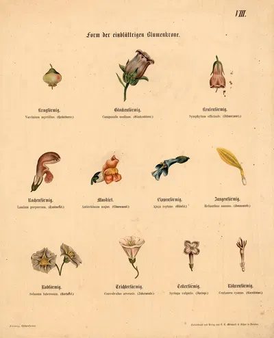 Form der einblättigen Blumenkrone by M. Forweg, 1911 — digital art print download
