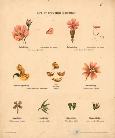 Form der vielblättrigen Blumenkrone by M. Forweg, 1911 — digital art print download