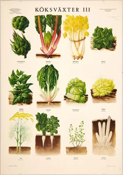 Vegetables III by Max Richter, 1936 — digital art print download