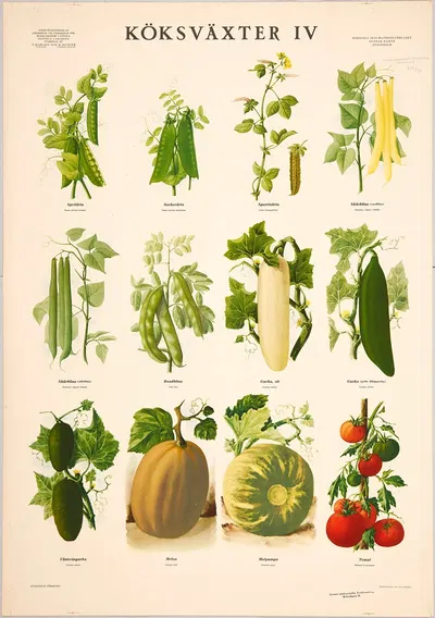 Vegetables IV by Макс Рихтер, 1936 — digital art print download