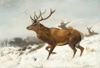 Stags in the Snow by Карл Фридрих Дейкер — digital art print download